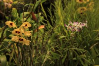 /album/kuranda/img-2855-800x533-jpg/